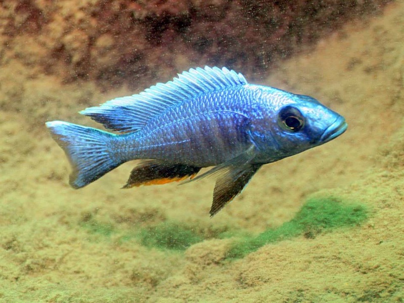 Otopharynx lithobates 'Mumbo Island'